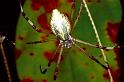 Argiope_extensa_F0815_Z_85_Maurilyan harbour_Australie